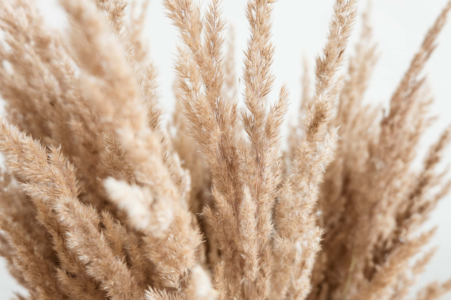 A Field Of Pampas Grass On A Sunny Summer Day. Background