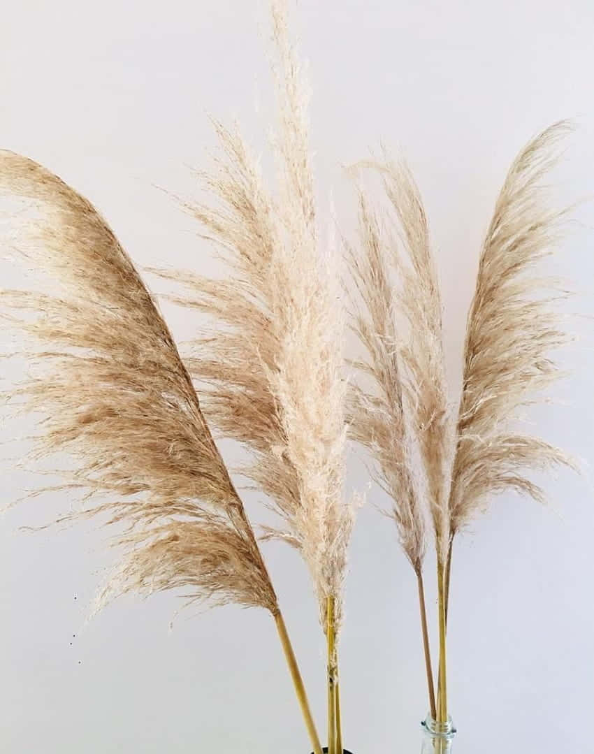 A Field Of Pampas Grass Swaying In The Breeze. Background