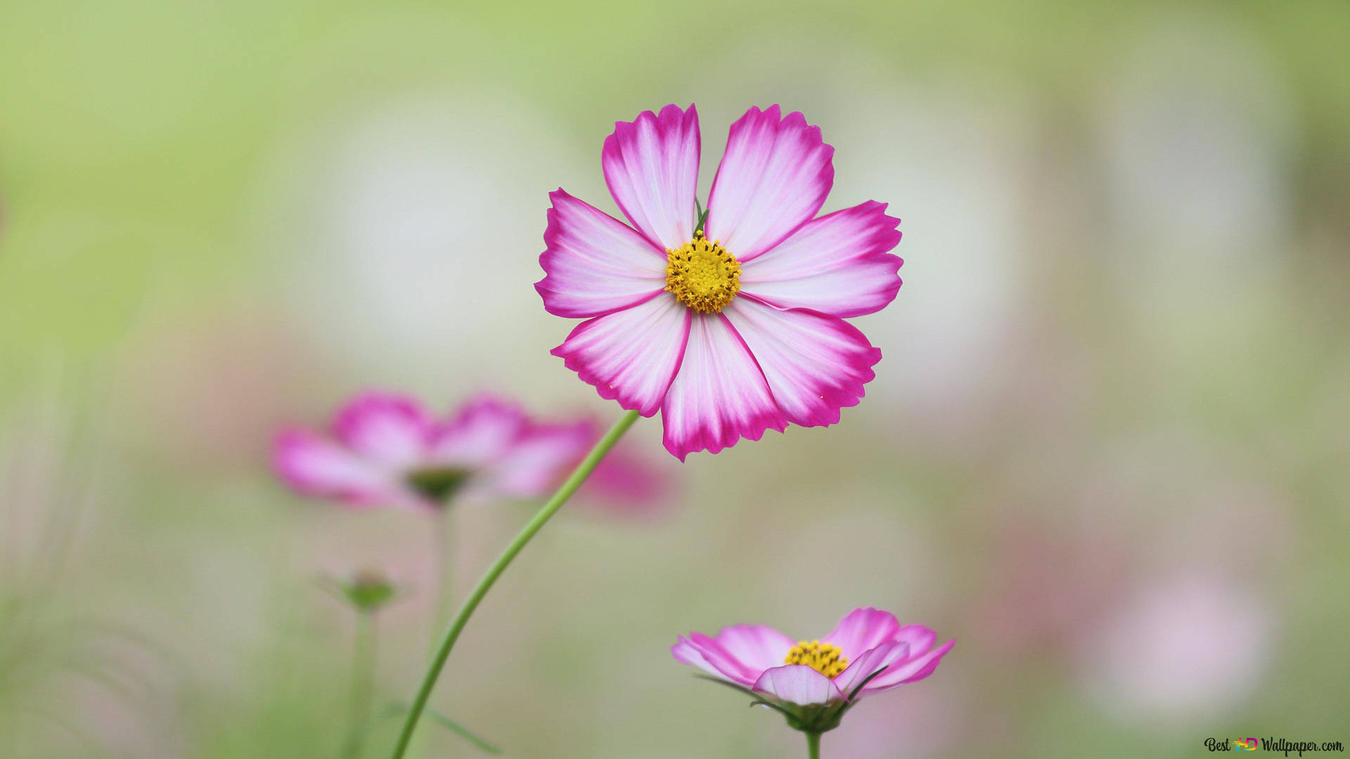 A Field Of Pink And White Wildflowers.