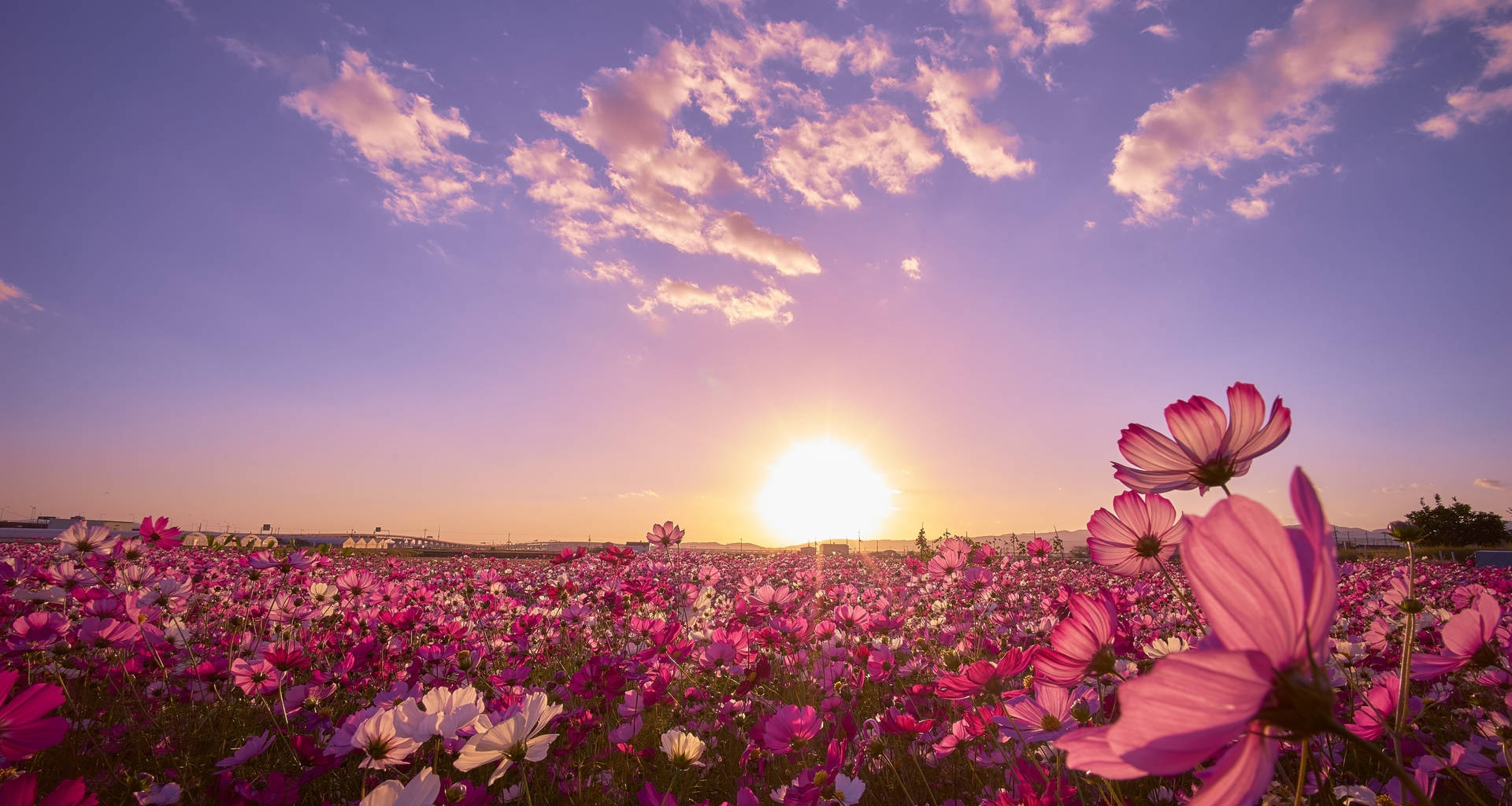 A Field Of Pink Flowers With The Sun Setting Behind Them Background