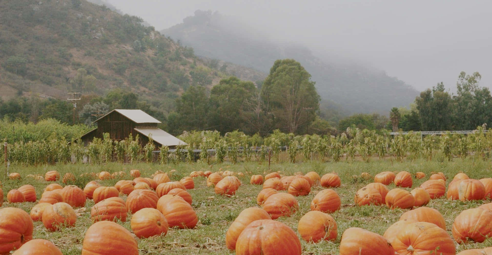 A Field Of Pumpkins In The Middle Of A Field Background