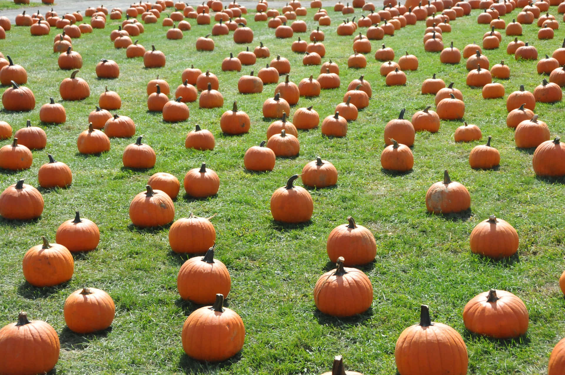 A Field Of Pumpkins On The Grass Background