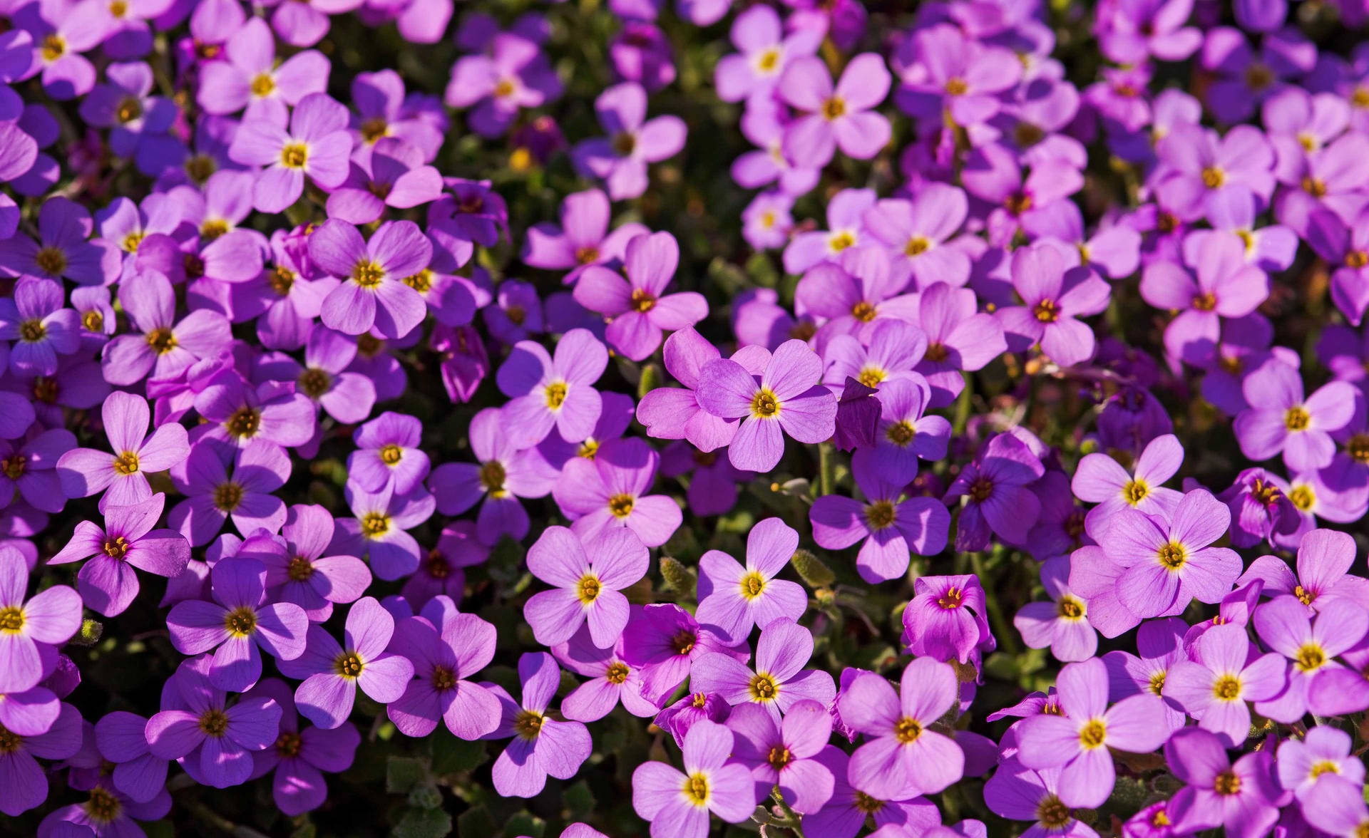 A Field Of Purple Flowers Blooming In The Sun Background