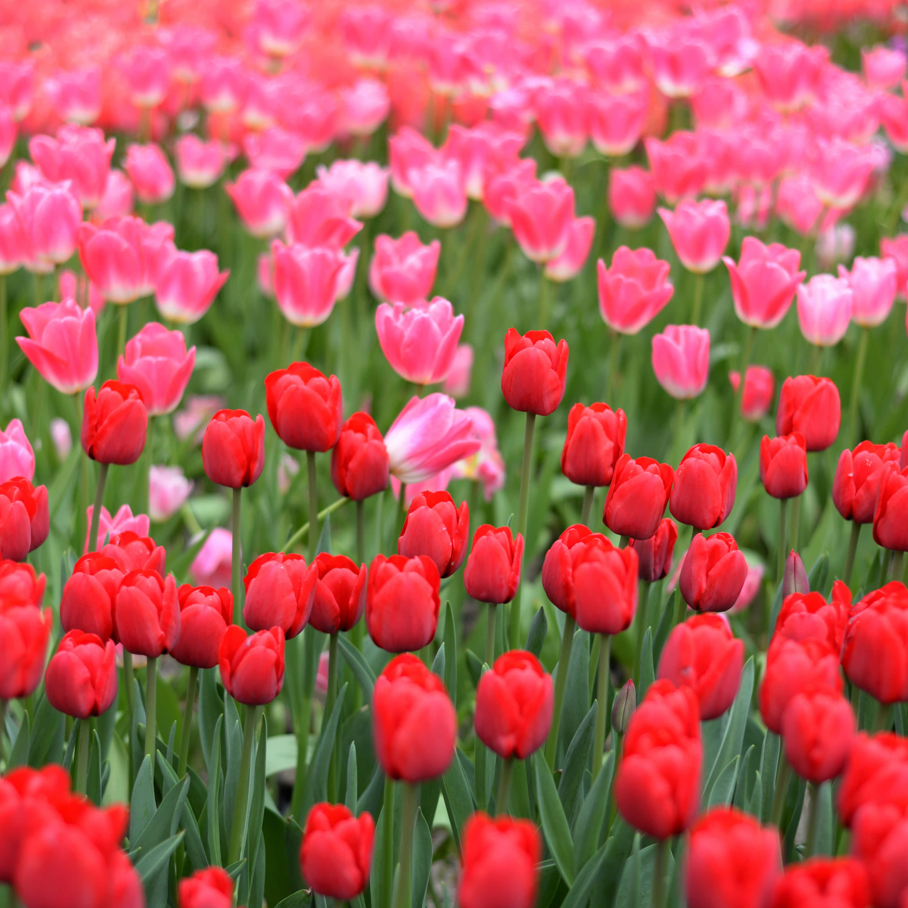 A Field Of Red And Pink Tulips