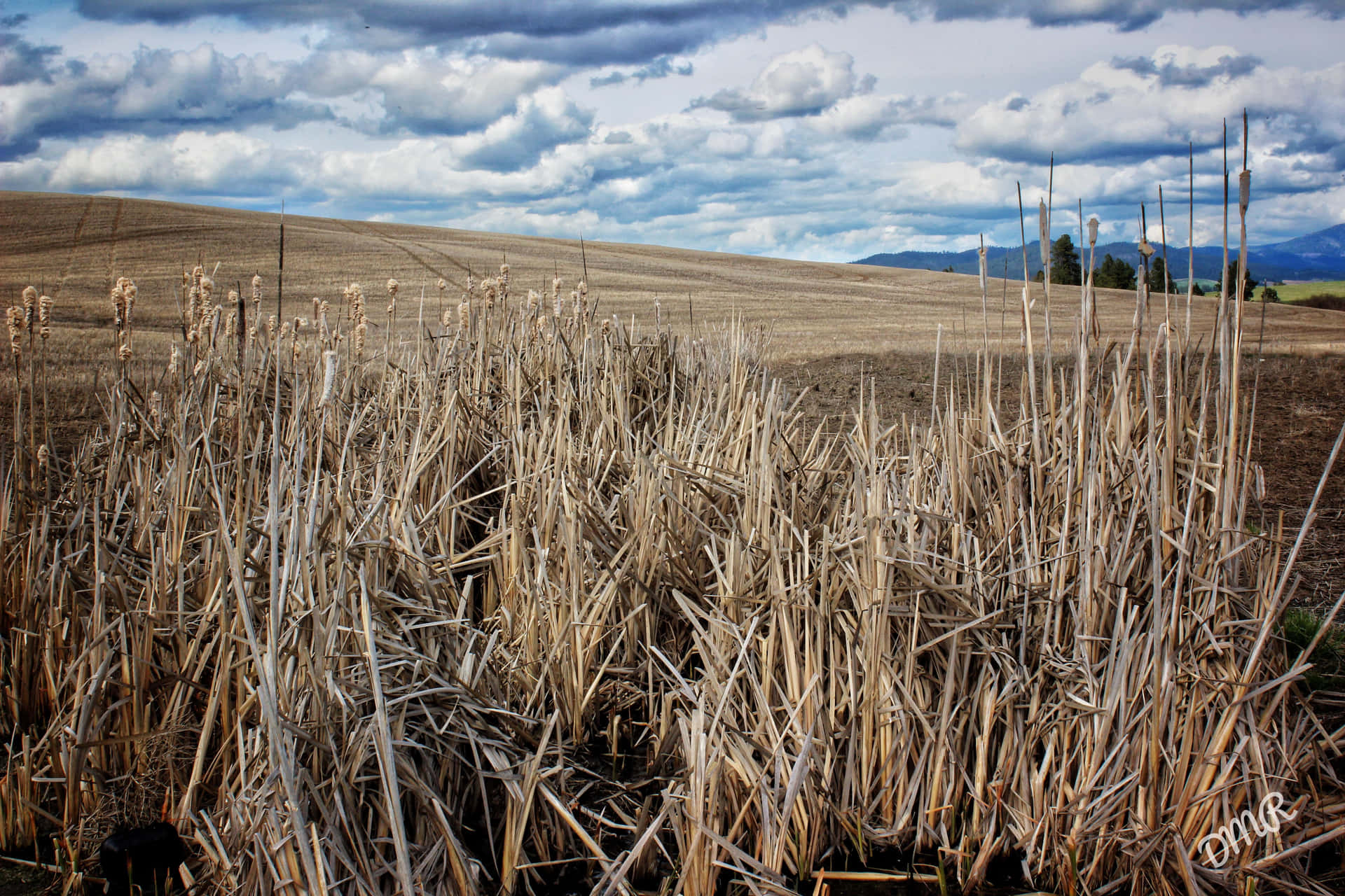 A Field Of Reeds Background