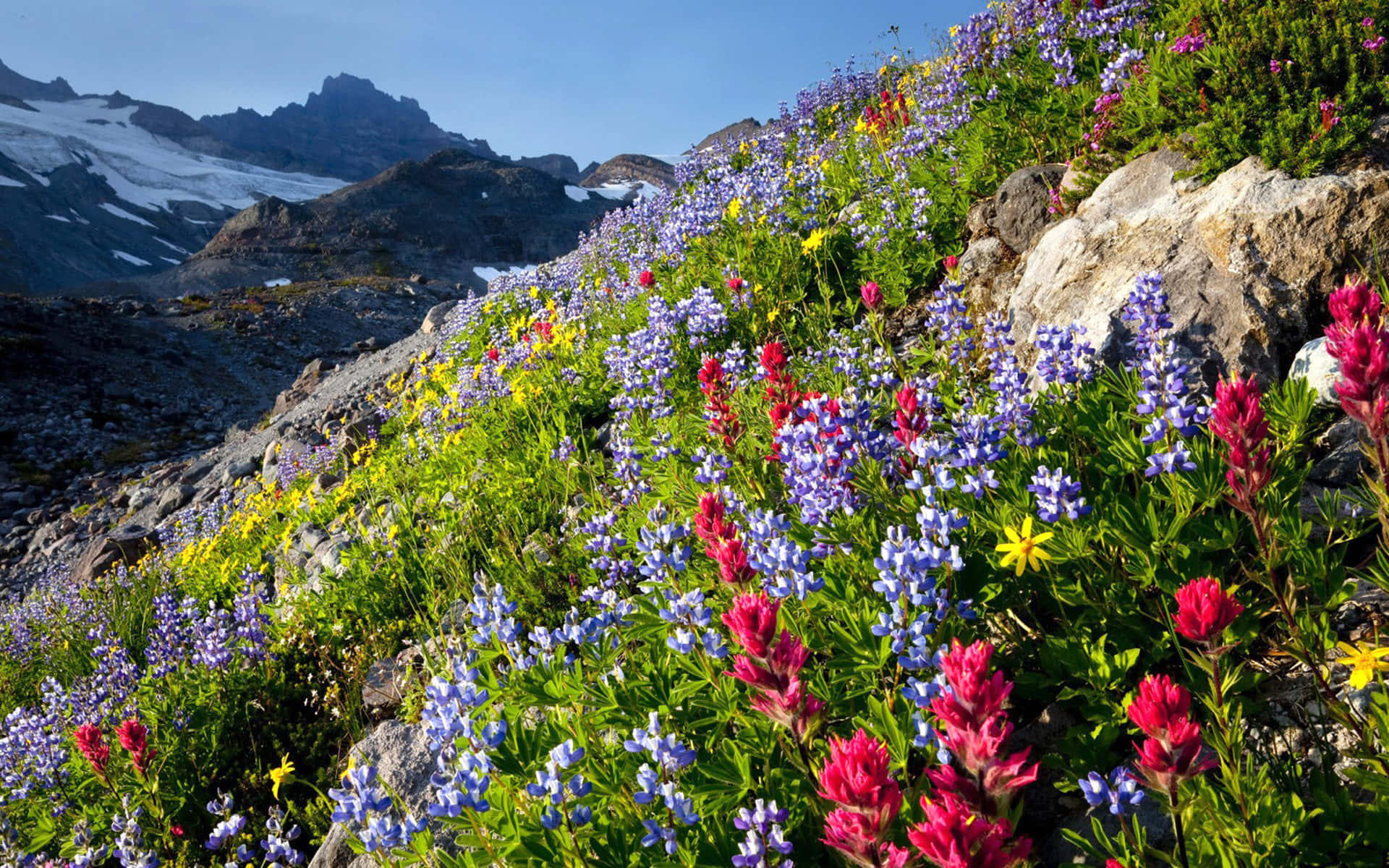 A Field Of Stunning Wildflowers In Full Bloom Background