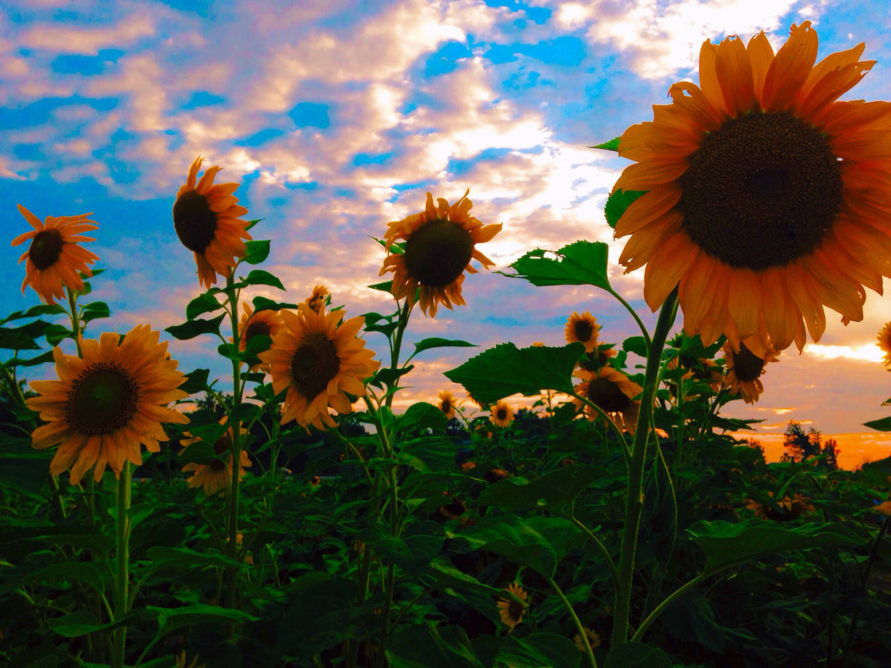 A Field Of Sunflowers