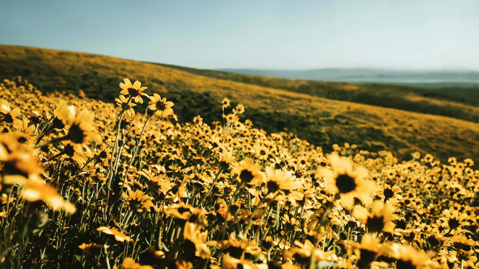 A Field Of Sunflowers In The Middle Of A Hill Background