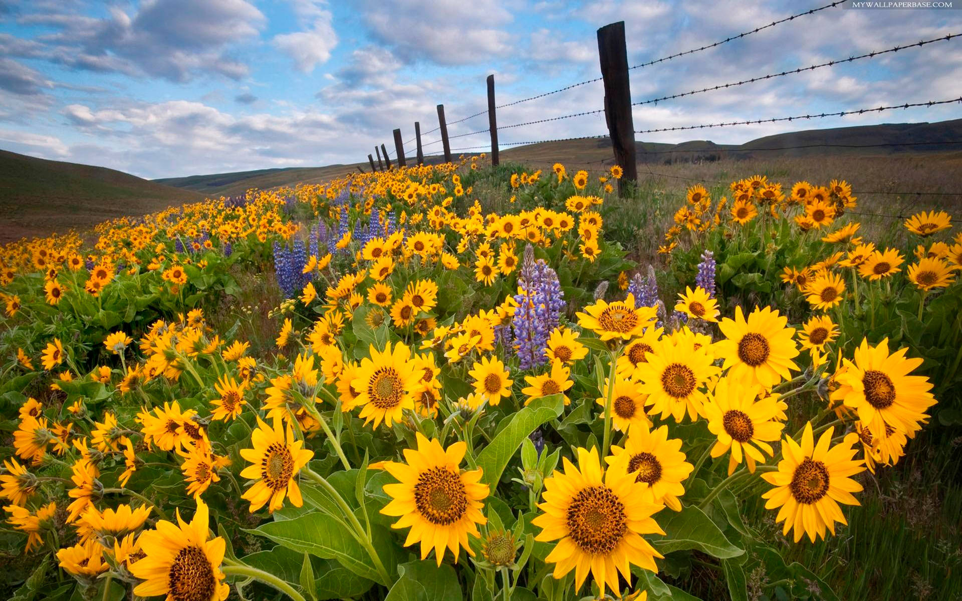 A Field Of Sunflowers On A Sunny Day Background