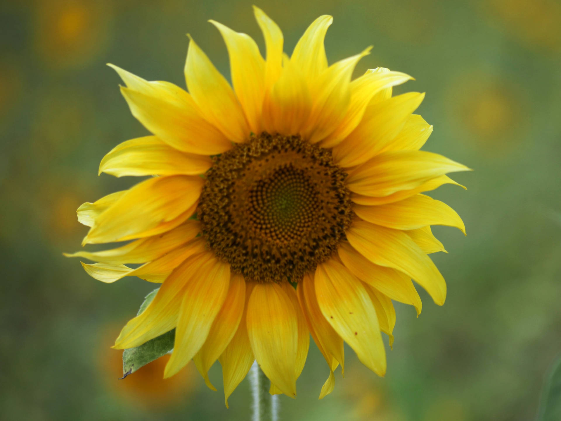 A Field Of Sunflowers & Roses - Beauty In Abundance Background