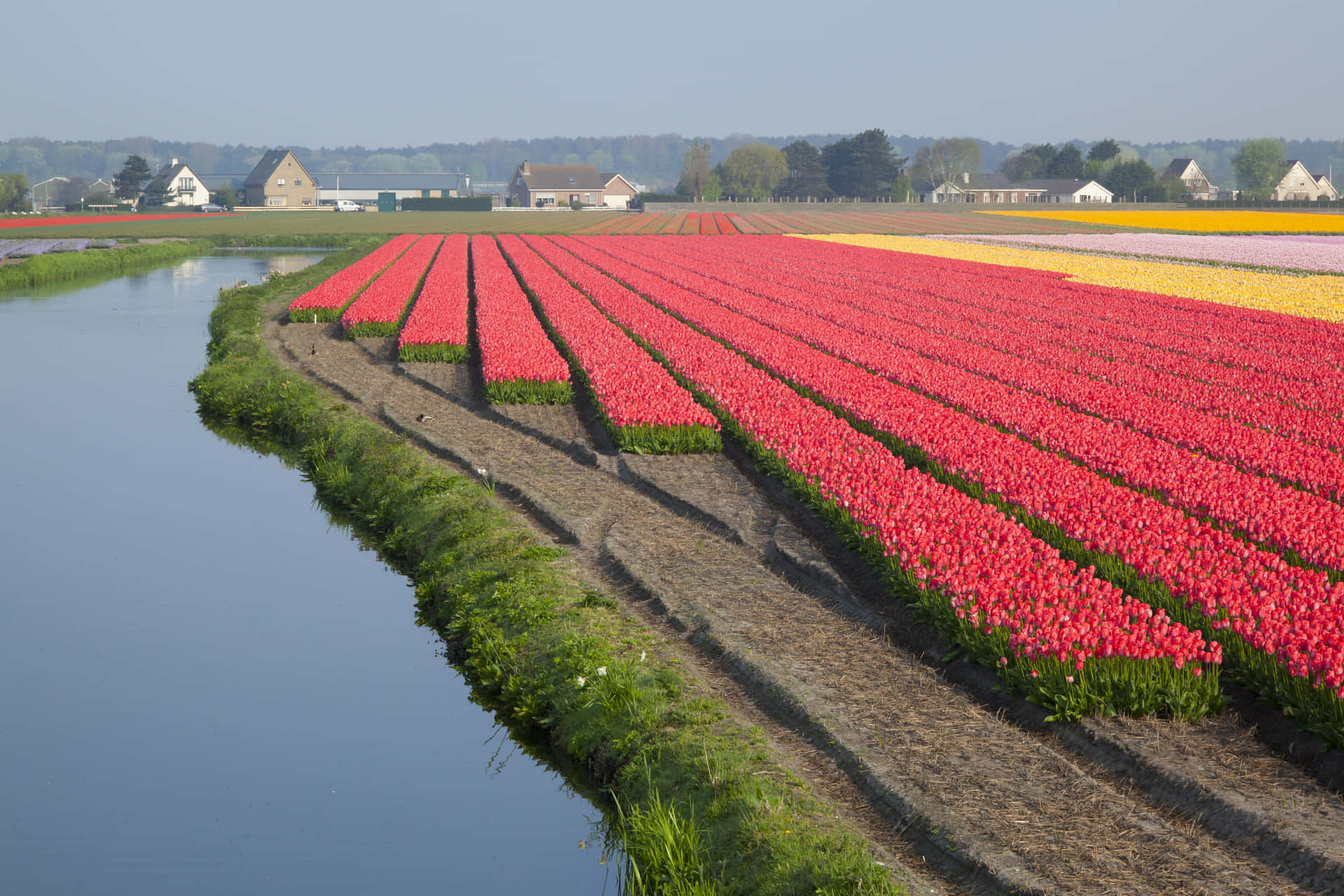 A Field Of Tulips Background