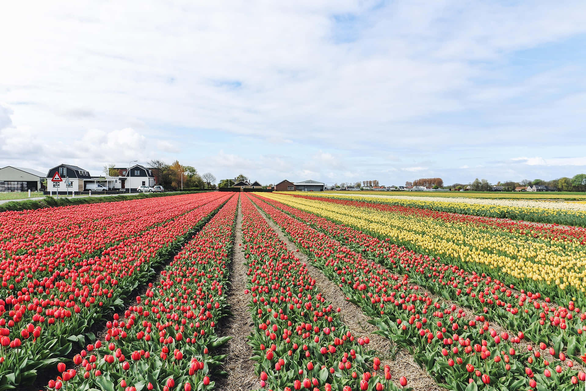 A Field Of Tulips With Many Different Colors Background