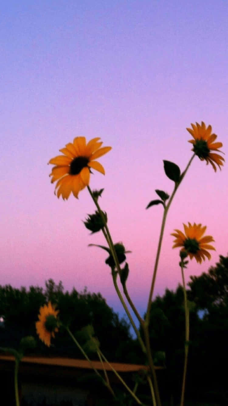 A Field Of Vibrant Yellow And Vibrant Sunflowers Background