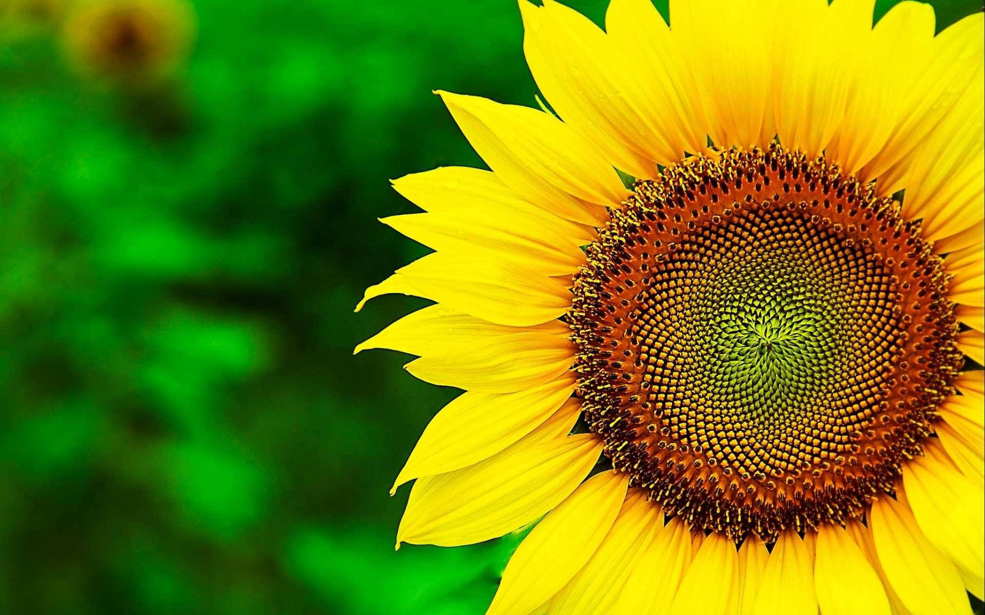 A Field Of Vibrant Yellow Sunflowers In Full Bloom Background