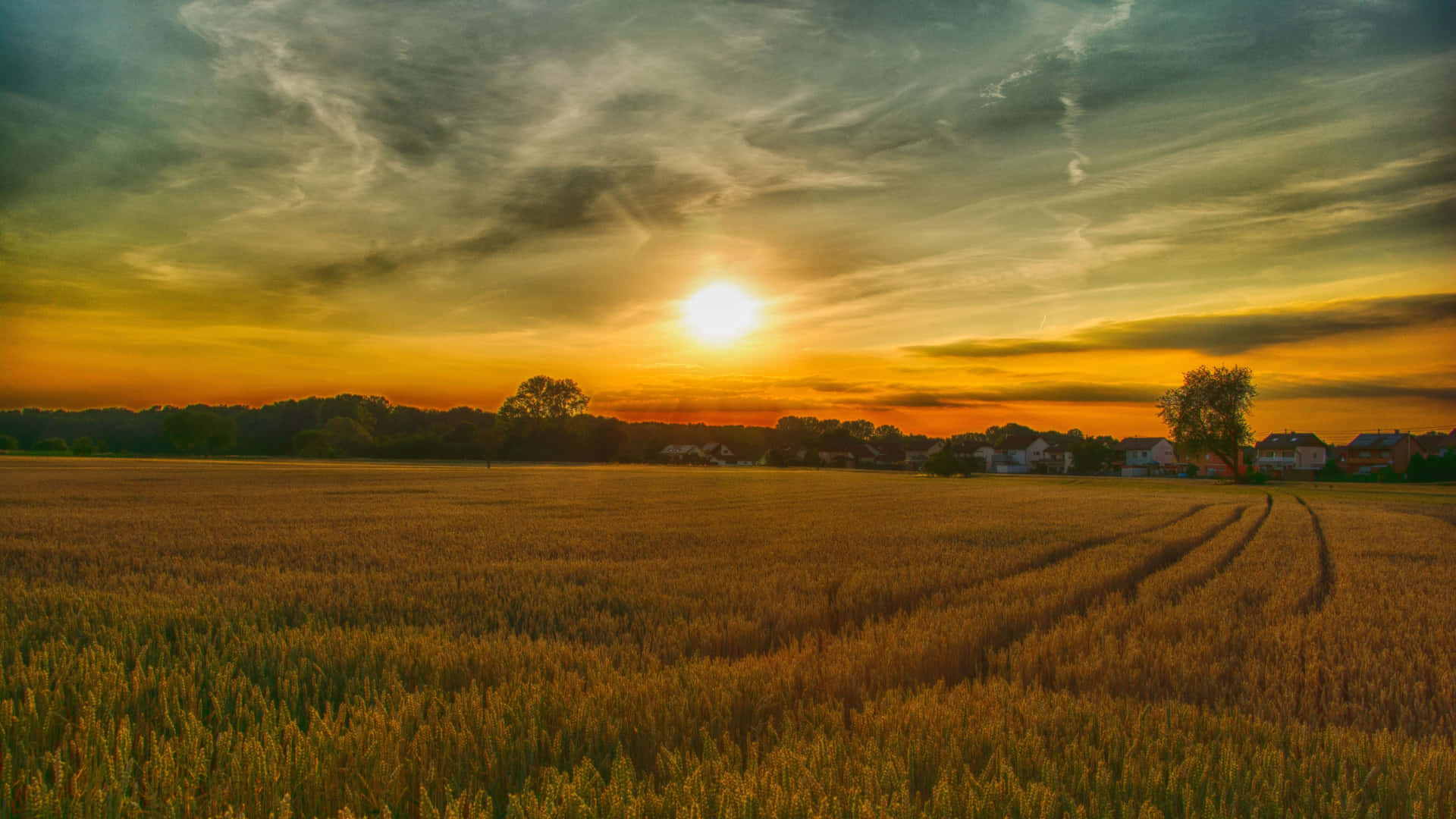 A Field Of Wheat Background