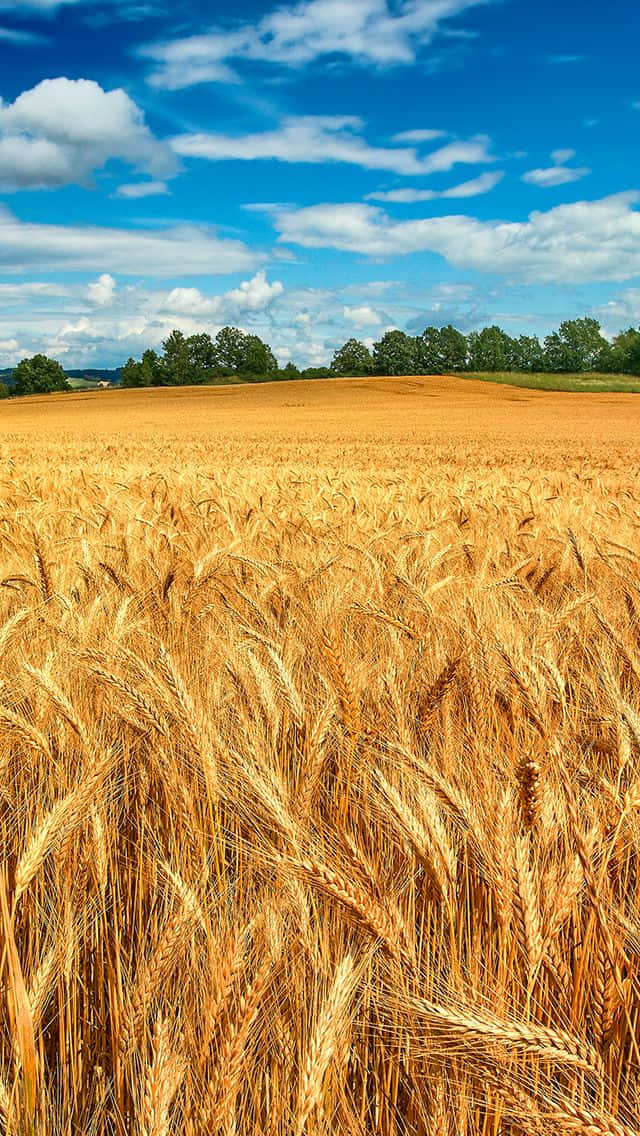A Field Of Wheat Background