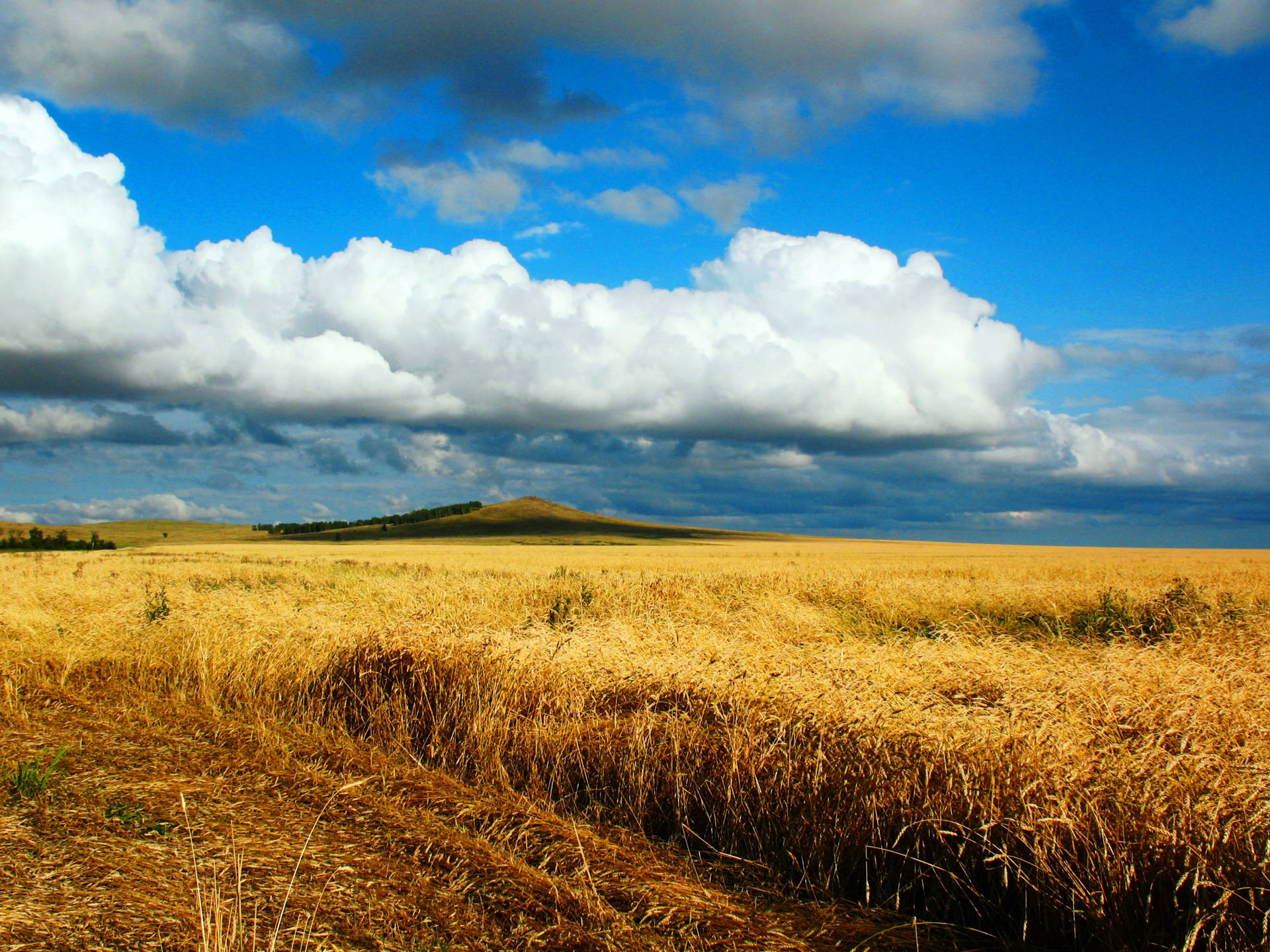 A Field Of Wheat Background