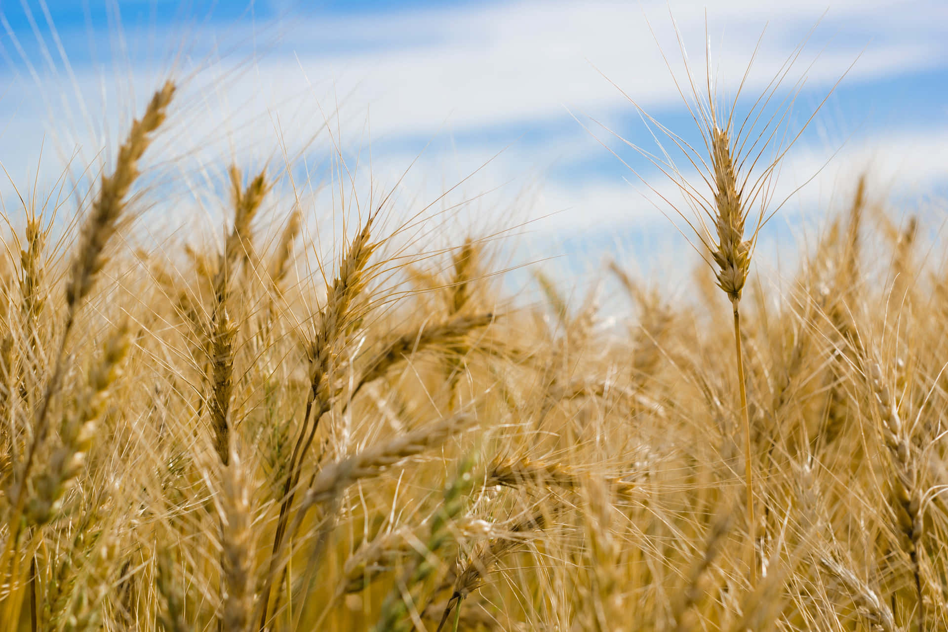 A Field Of Wheat With A Blue Sky Background