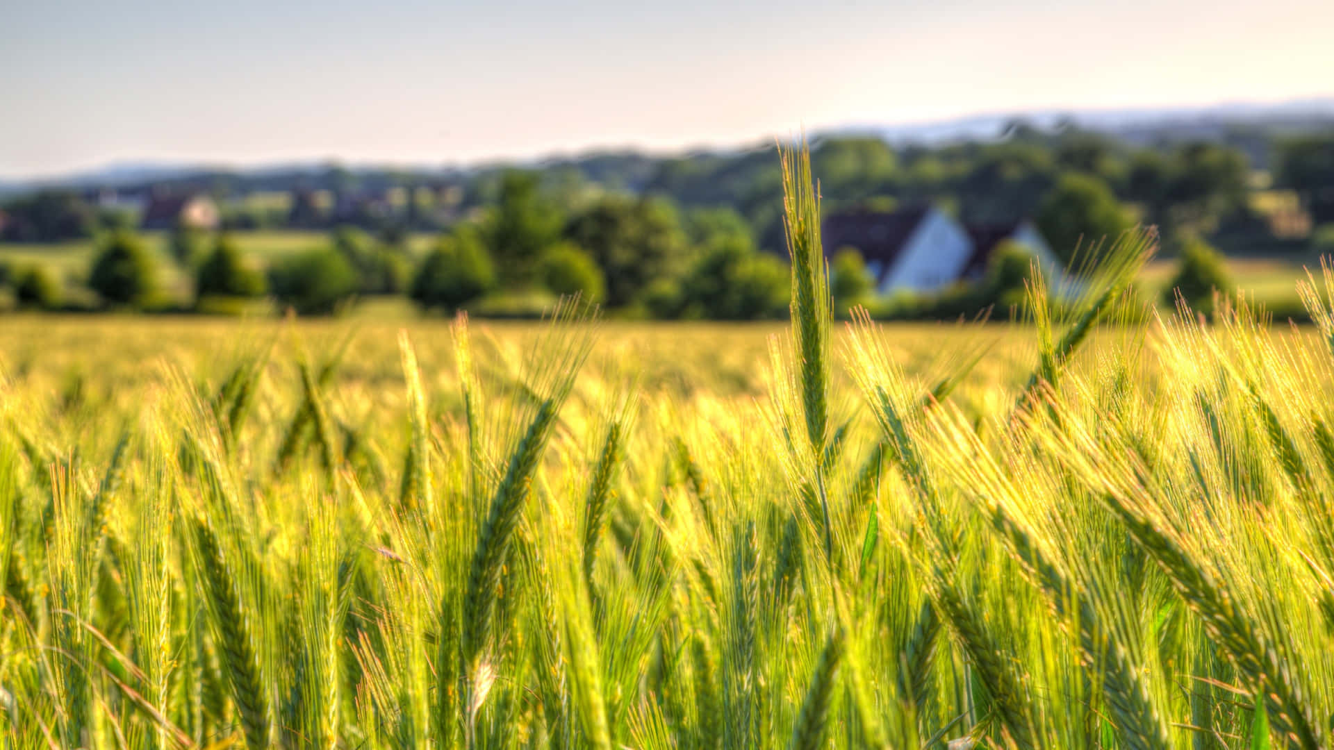 A Field Of Wheat With A House In The Background Background