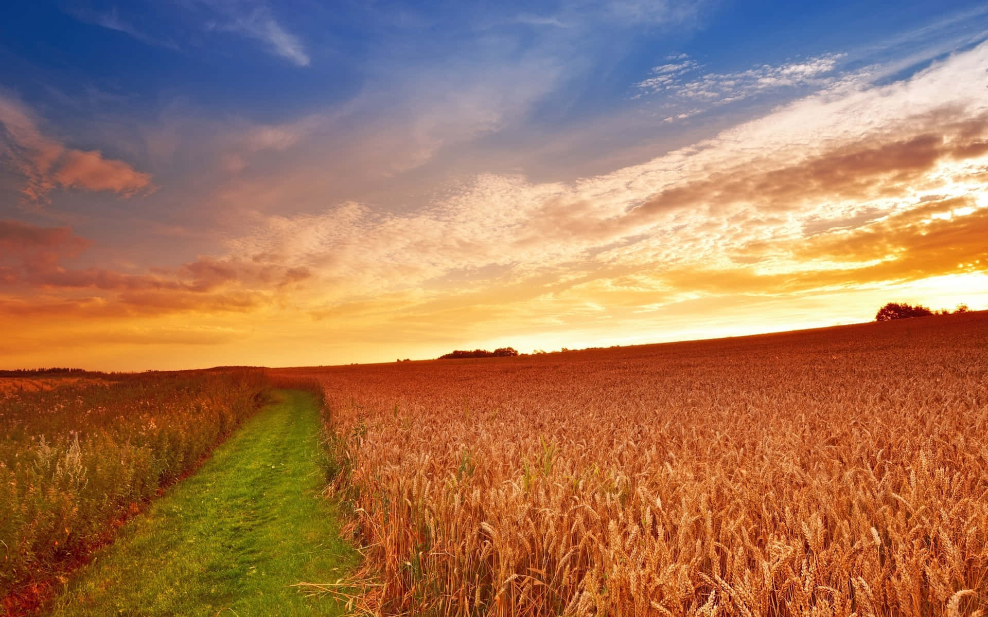 A Field Of Wheat With A Sunset Behind It Background