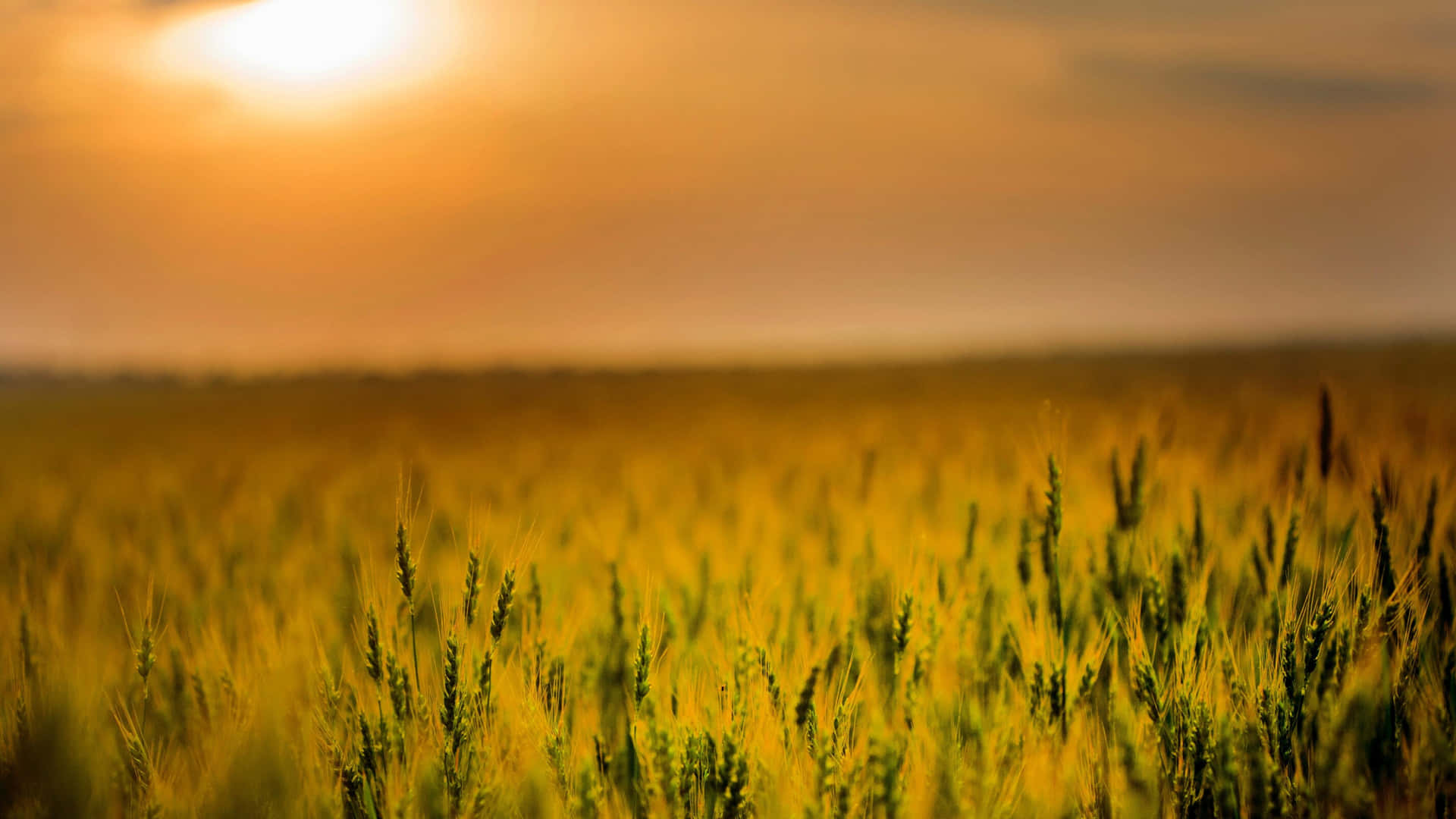 A Field Of Wheat With The Sun Setting Behind It Background