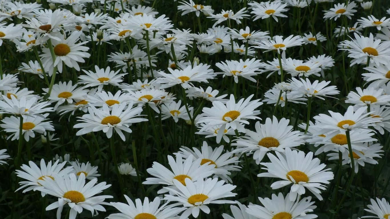 A Field Of White Daisies With Yellow Centers Background