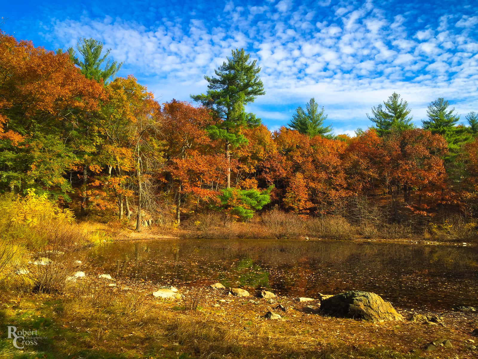 A Field Of Yellow And Orange Leaves In New England During Autumn Background