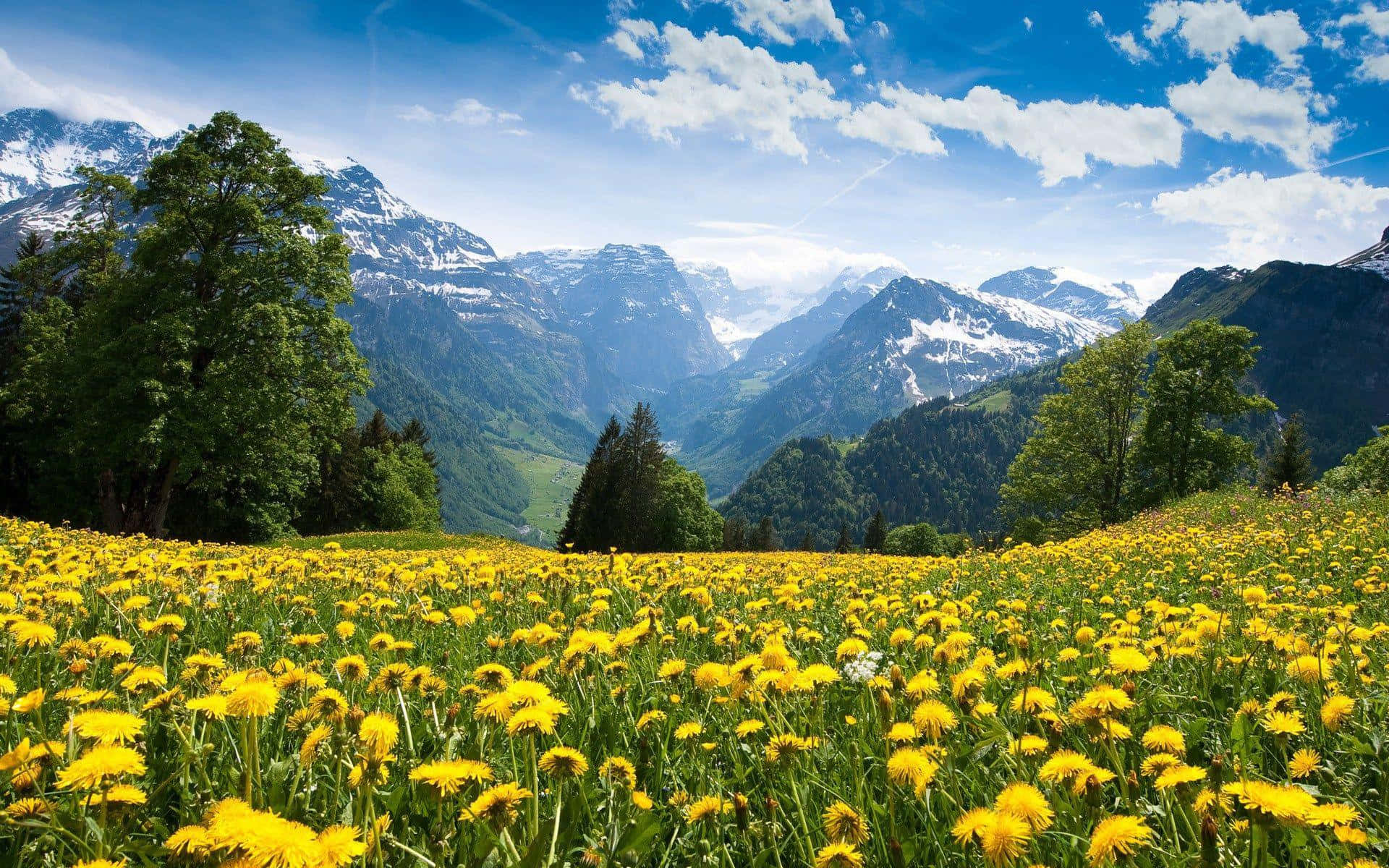 A Field Of Yellow Flowers In The Mountains Background