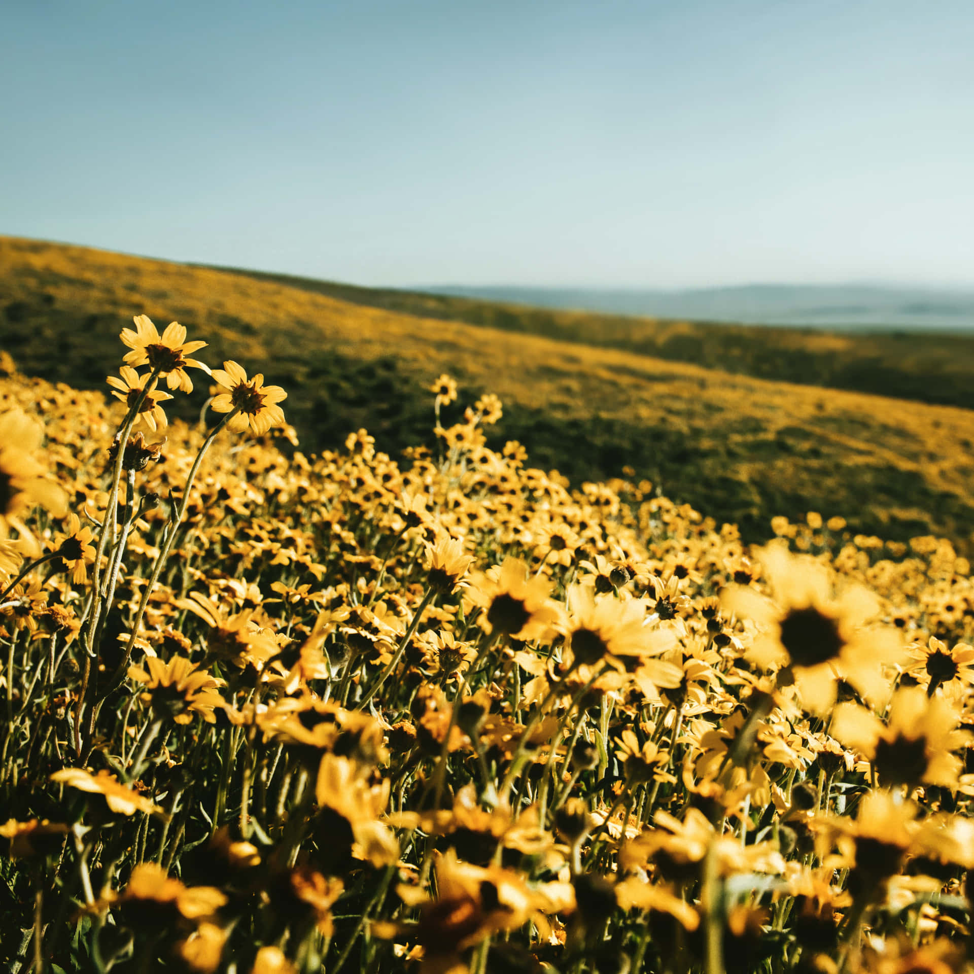 A Field Of Yellow Flowers In The Sun Background