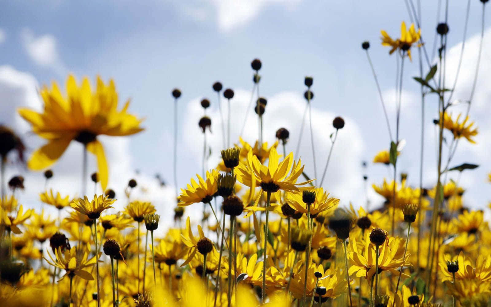 A Field Of Yellow Flowers With A Blue Sky Background