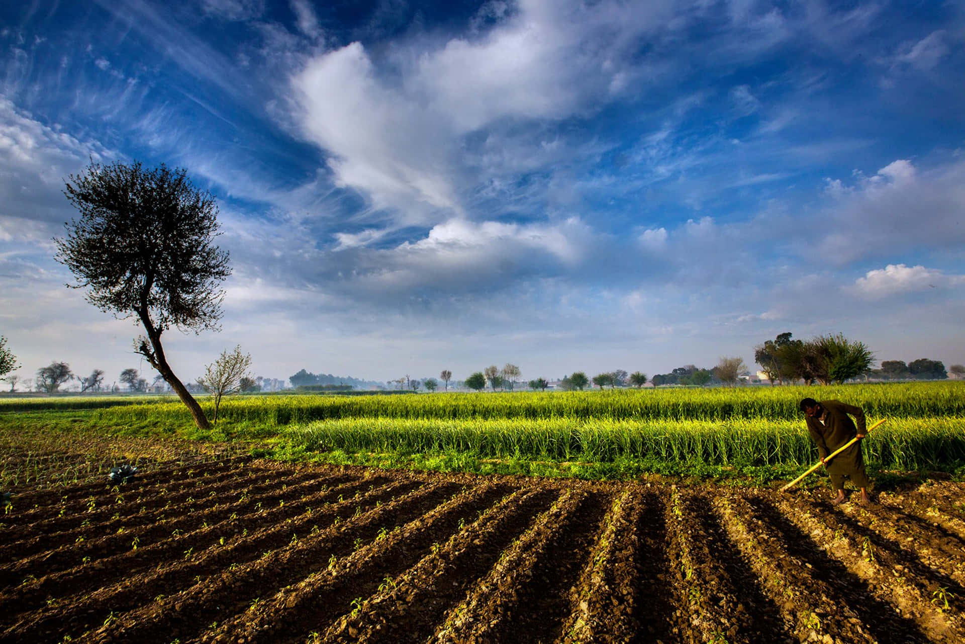 A Field With A Tree And A Blue Sky Background