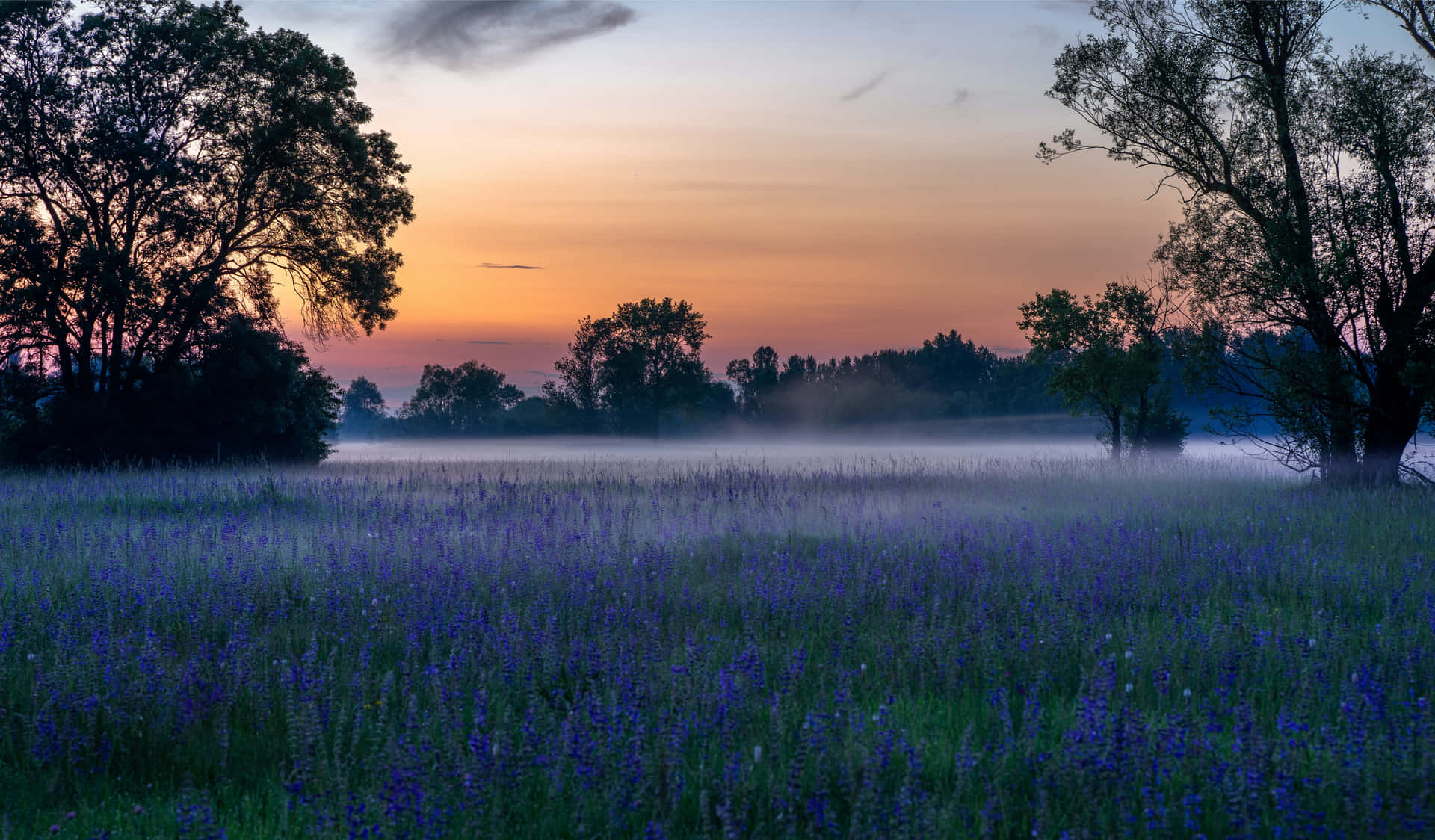 A Field With Purple Flowers And Trees At Sunset Background