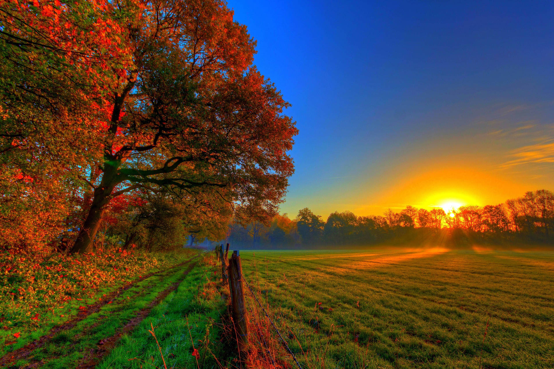 A Field With Trees And A Sun Setting Behind Them Background