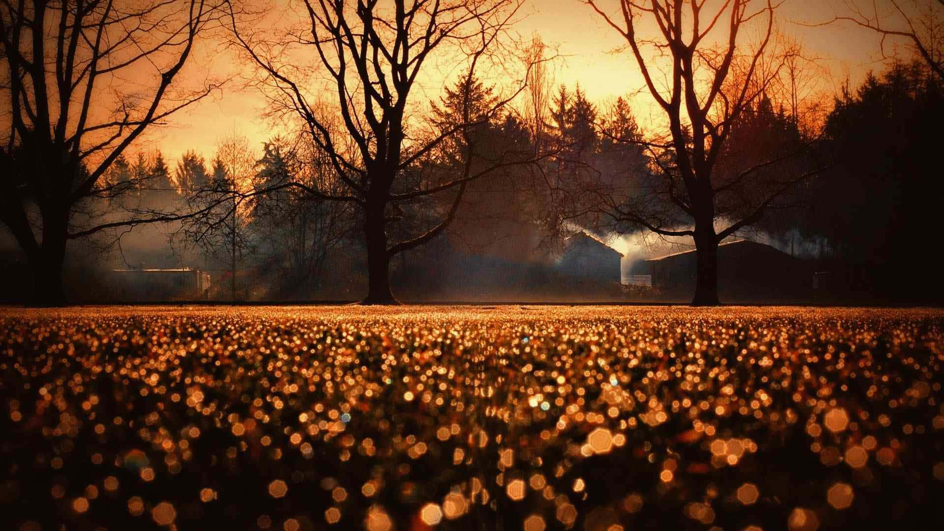 A Field With Trees And A Sunset