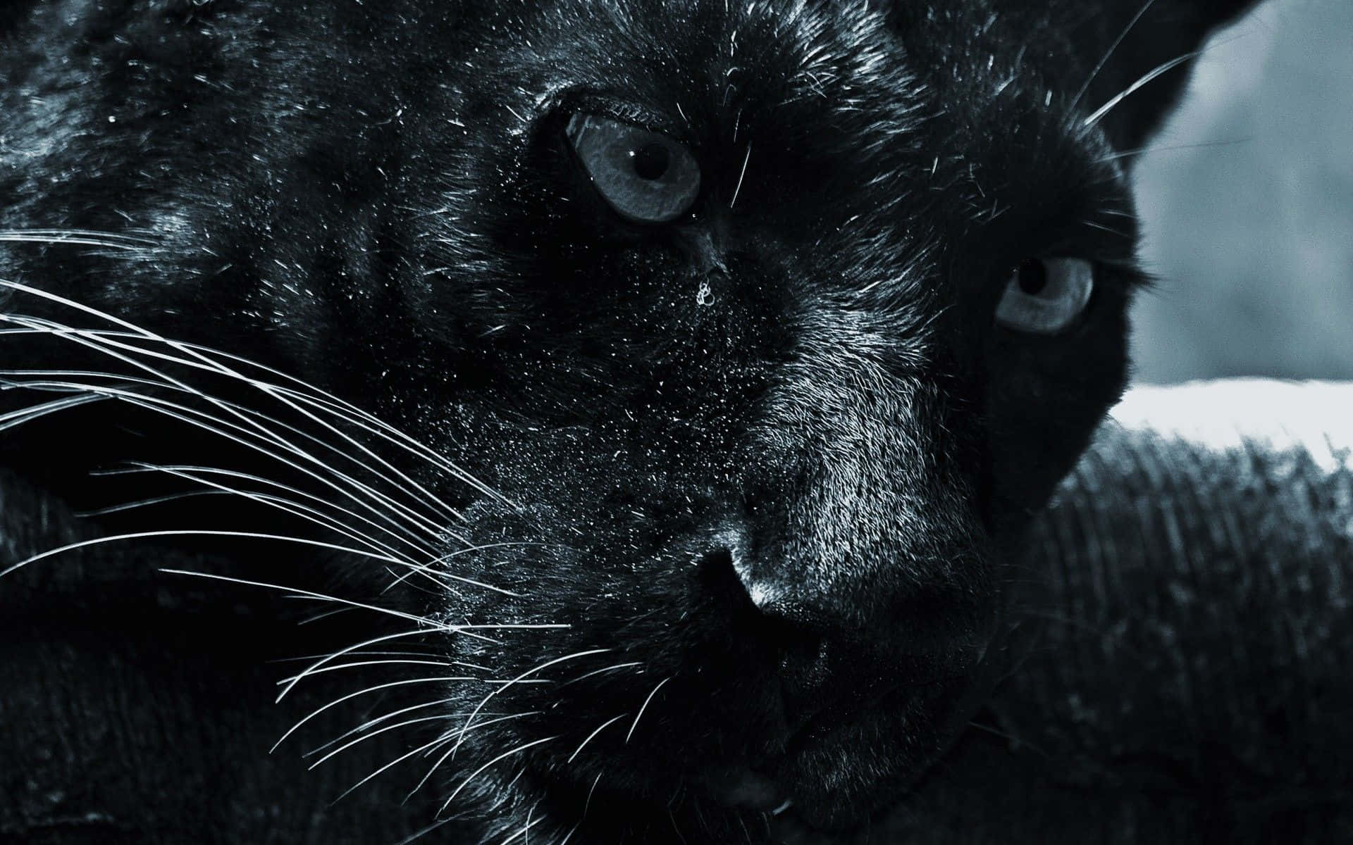 A Fierce Black Jaguar Stares Into The Camera Background