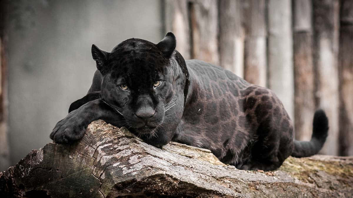 A Fierce Black Leopard Prowling In The Night Background
