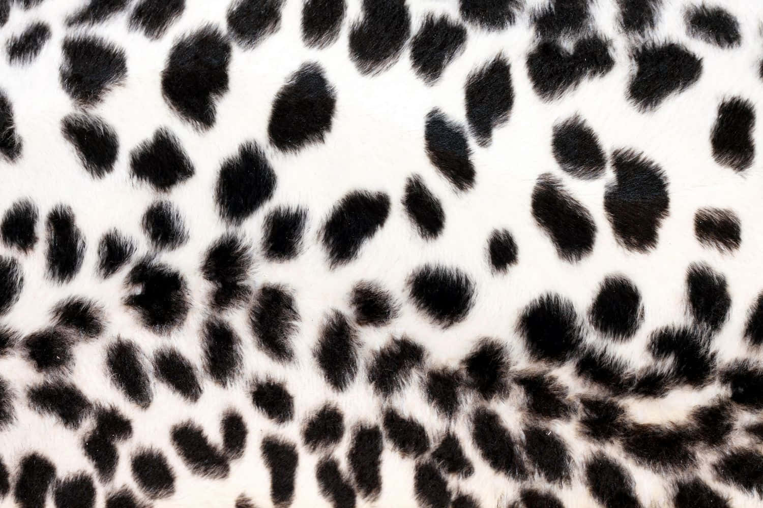 A Fierce Combination Of Black And White With A Touch Of Leopard Print. Background