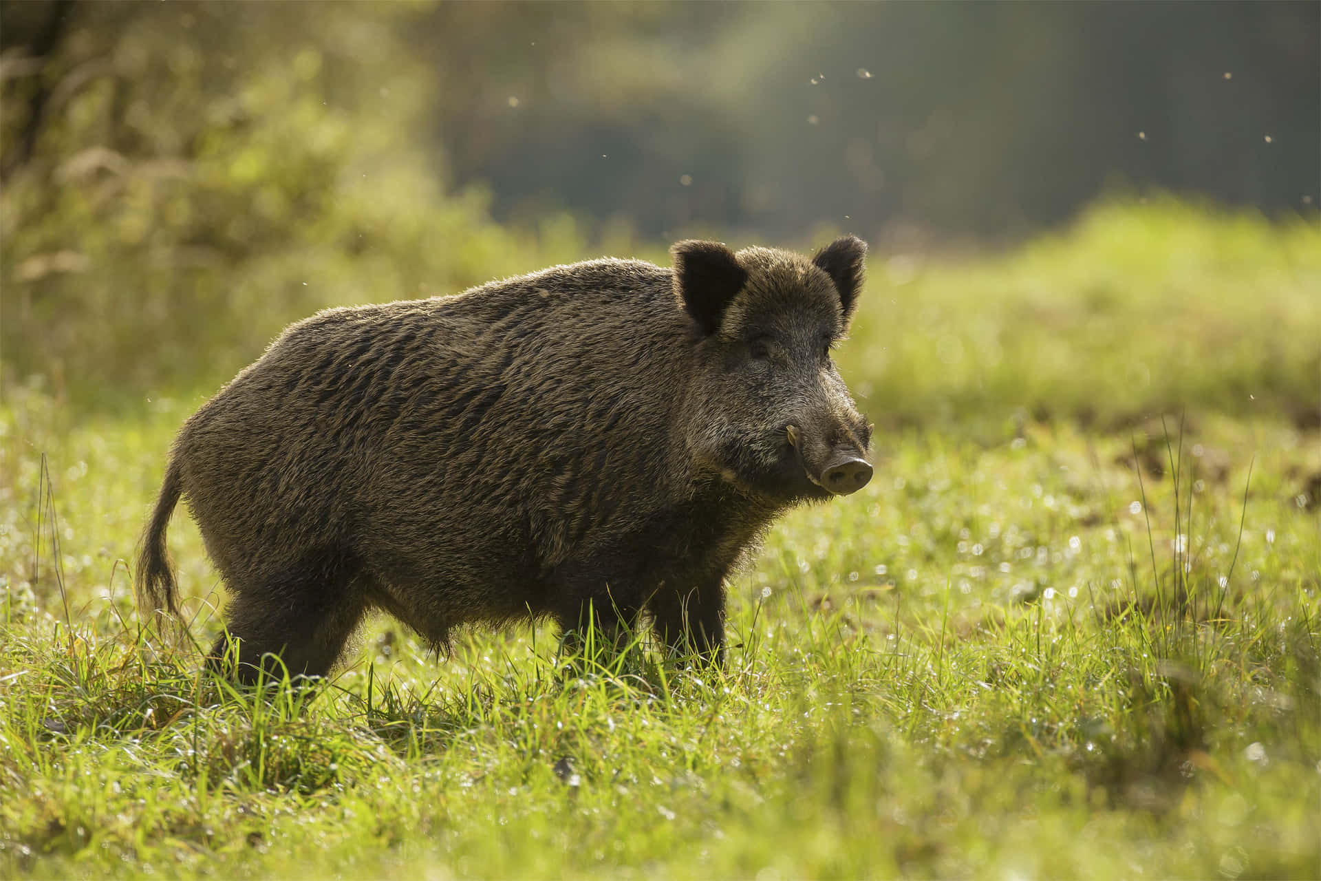 A Fierce Hog With Razor Sharp Tusks, Ready For A Fight
