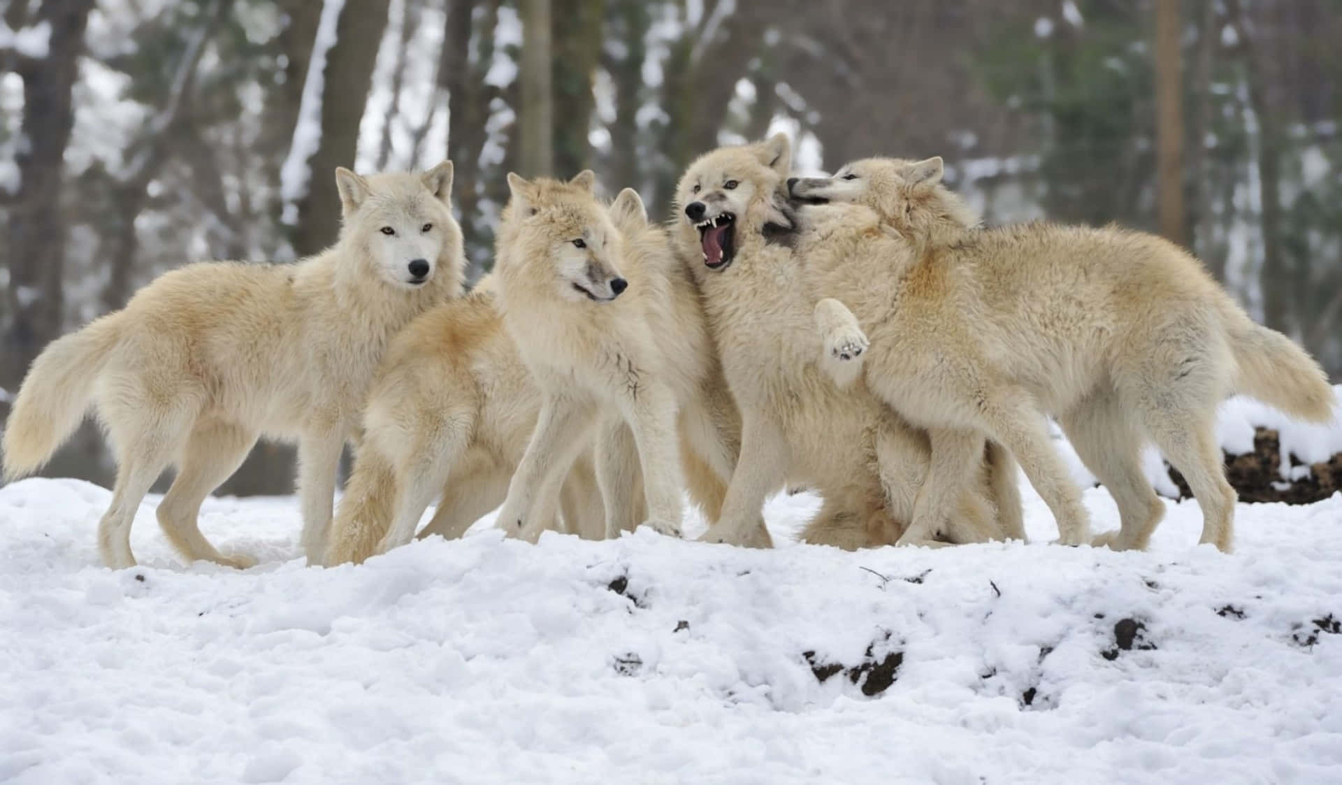 A Fierce Looking Pack Of Wolves Stands Watch Over A Rugged, Snowy Terrain. Background