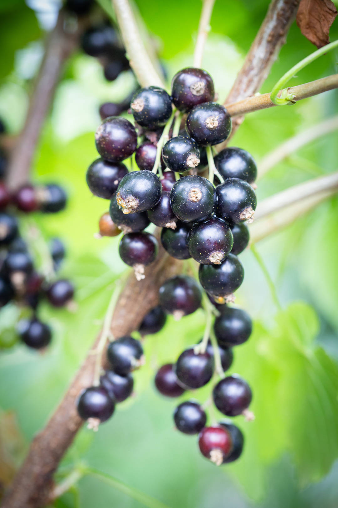 A Filtered Hanging Blackcurrant