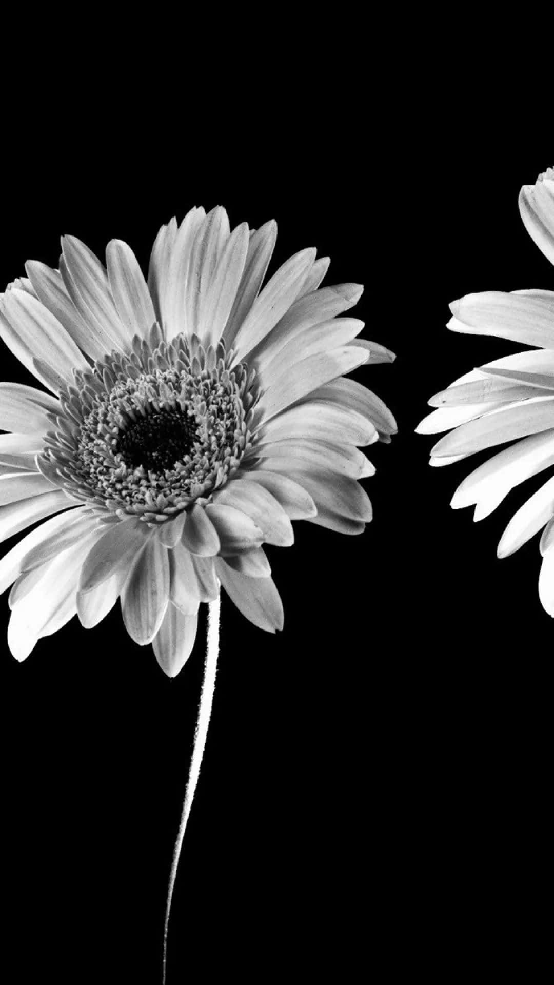 A Finely Detailed Black And White Flower On An Iphone