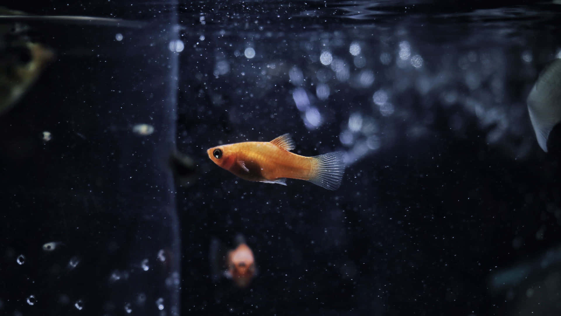 A Fish Swimming In A Dark Aquarium