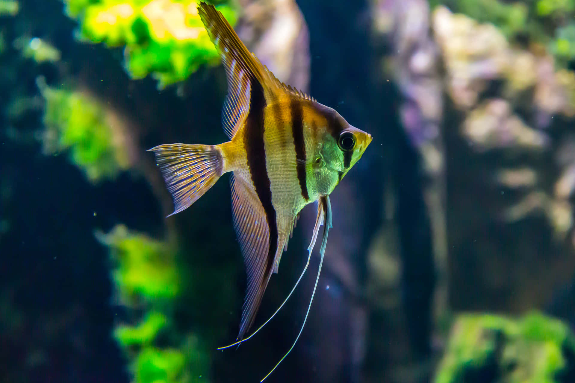 A Fish Swimming In An Aquarium With Green Plants Background