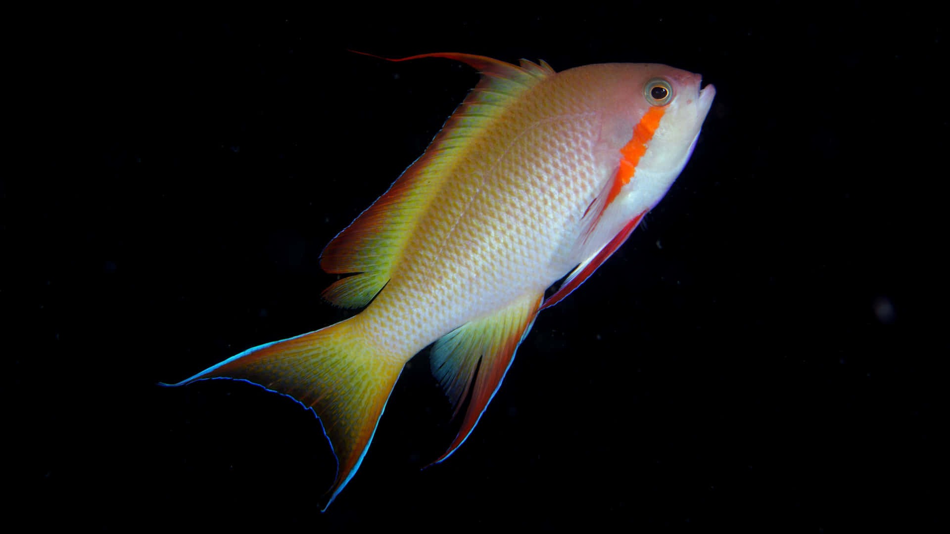A Fish Swimming In The Dark Background