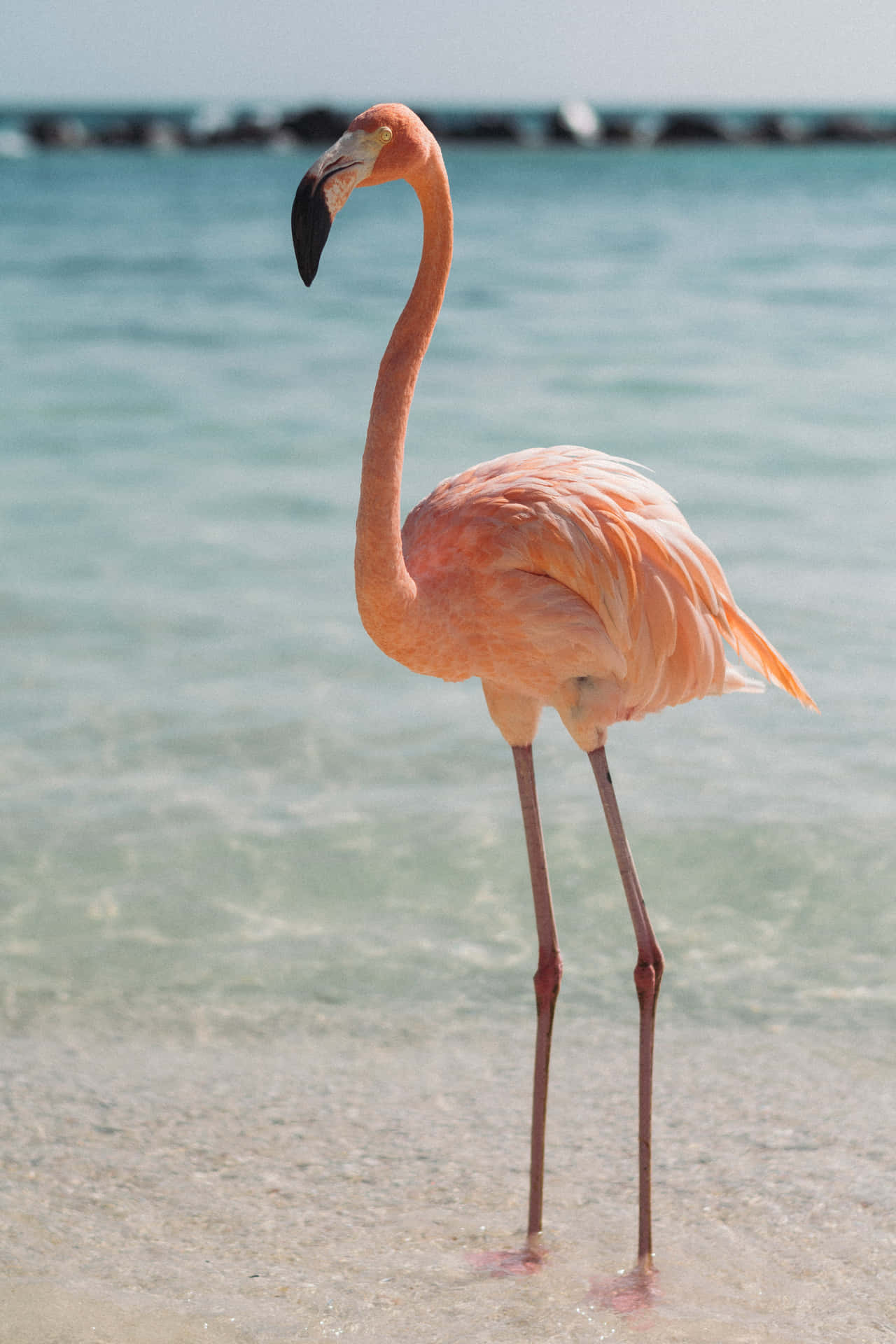 A Flamingo Standing In The Shallow Water Background