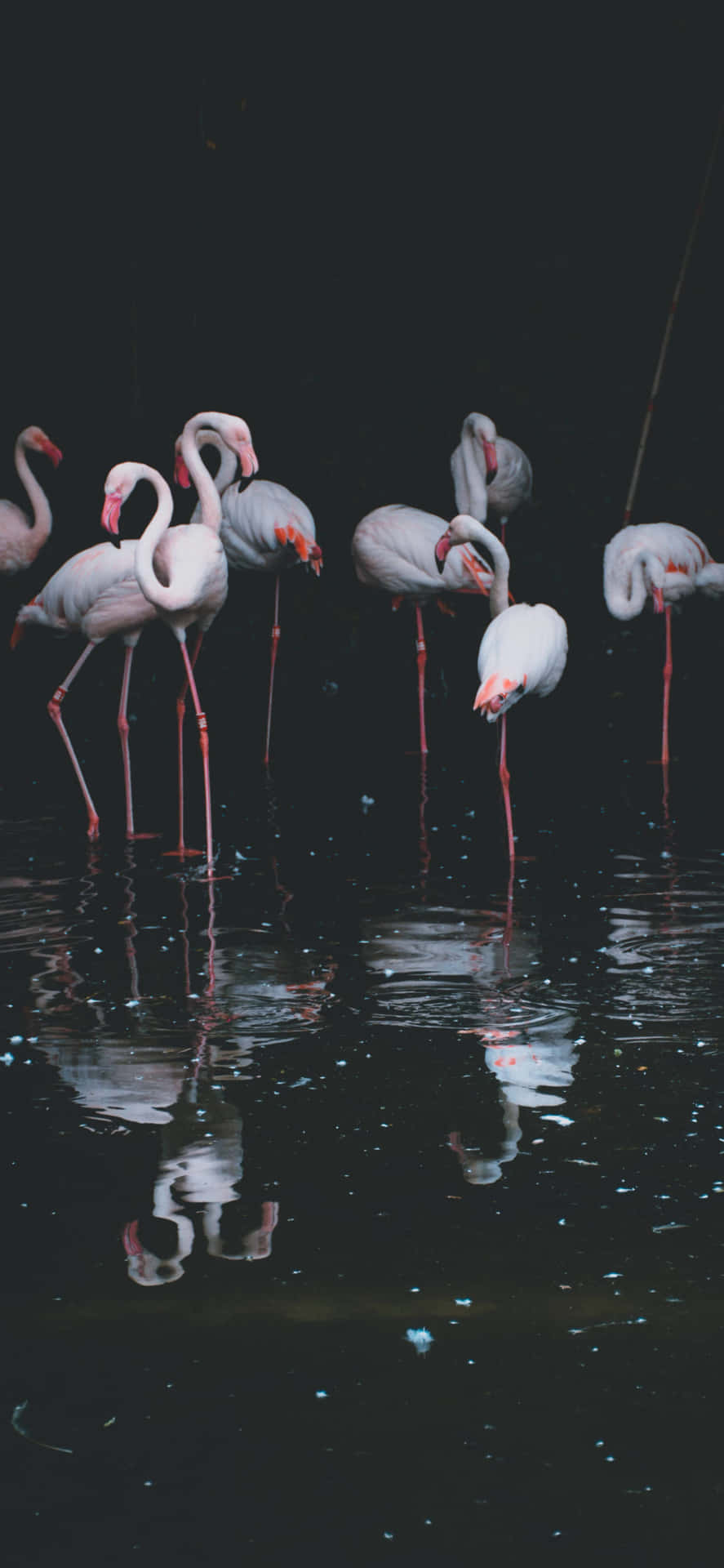 “a Flamingo Taking Flight” Background