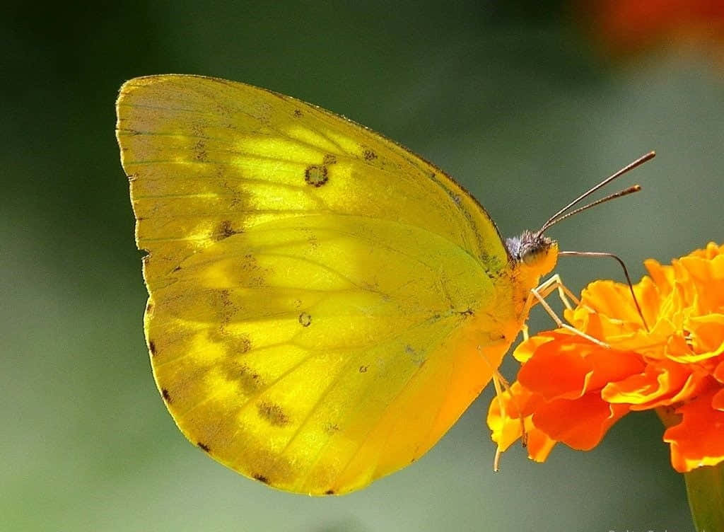 A Flock Of Beautiful Yellow Butterlies Flutter Around A Leafy Green Bush.