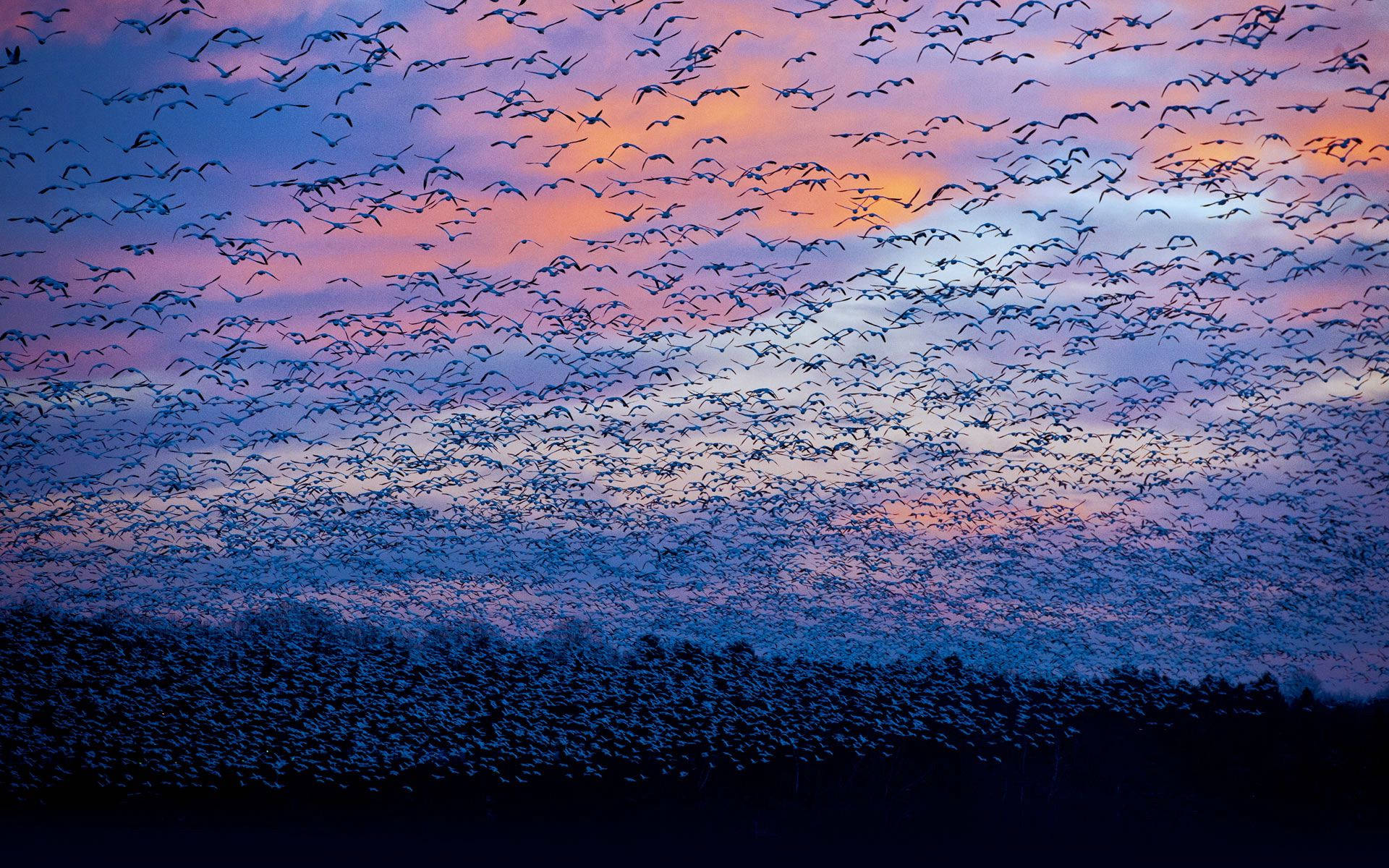 A Flock Of Birds Flying In The Sky Background