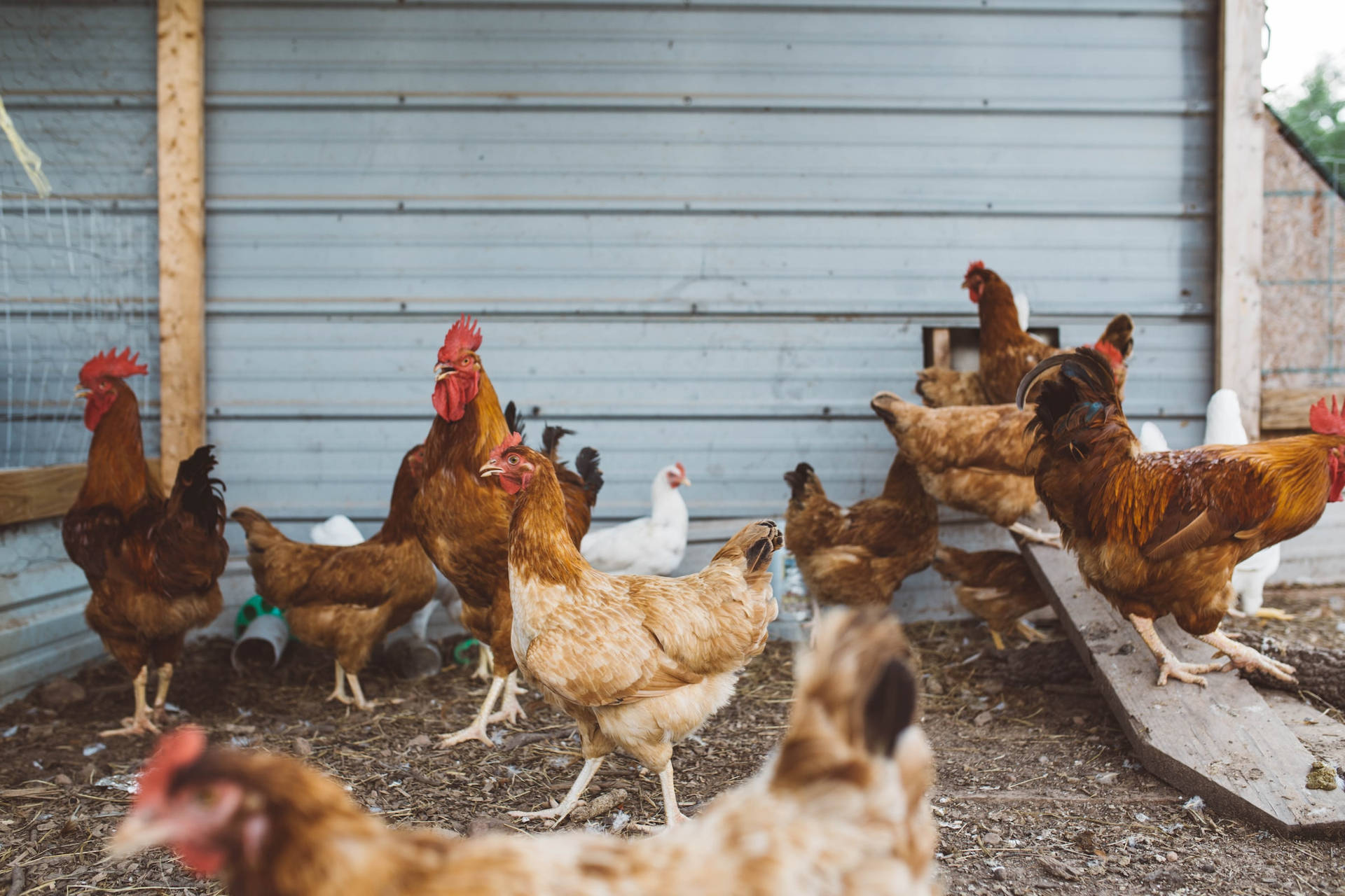 A Flock Of Various Chicken Breeds On A Lively Farm Background