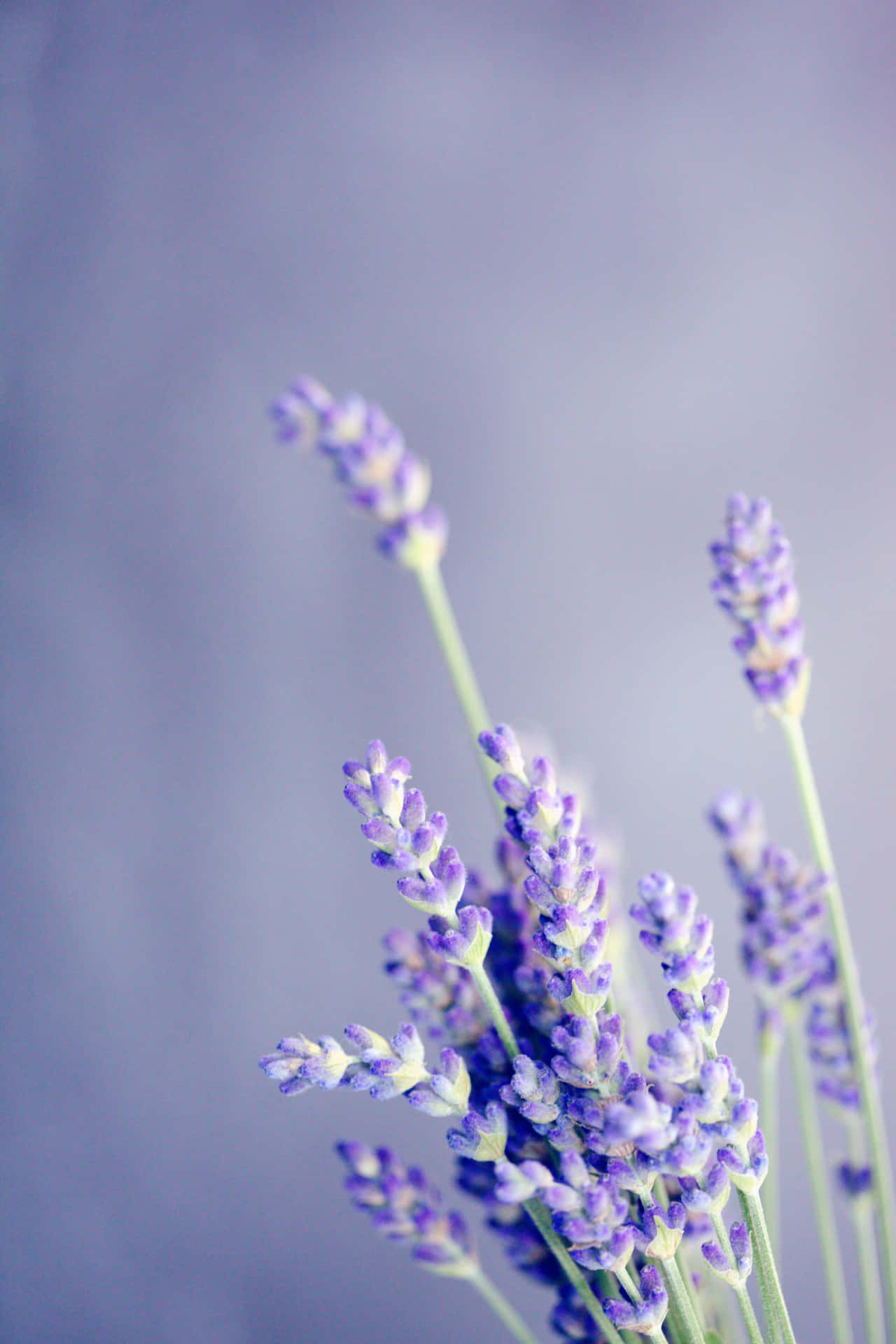 A Floral Summer Sunset Background